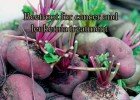 beetroot for cancer and leukemia treatment
