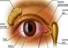eye_anatomy