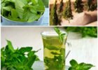 10-things-that-happen-to-your-body-when-you-eat-fresh-mint