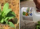 18-surprisingly-effective-gardening-tricks-keep-away-pests-fight-disease-improve-soil-600x320