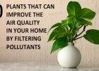 10-indoor-houseplants-you-can-grow-to-purify-the-air-in-your-home-600x332